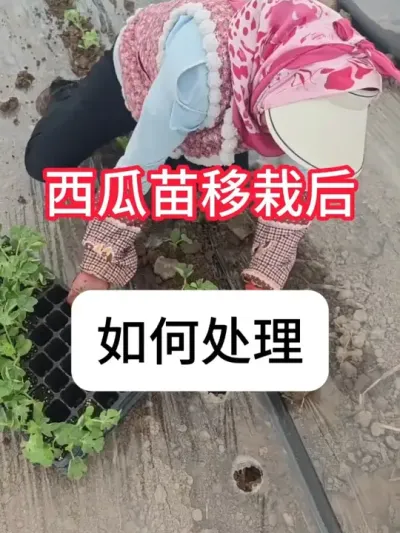 ���������Ժ�������ô���óͷ����� ���������Ժ�����߳ɻ��ʹ����ƻ�#��ũ #���� #����ݪֲ���� #������ũ��ũ #��������