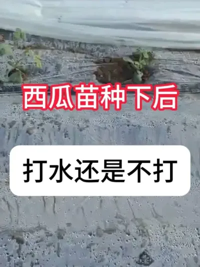 ºˮվɲ Сˮվɺ#ũ #ũҵ # #ݪֲ #ˮ