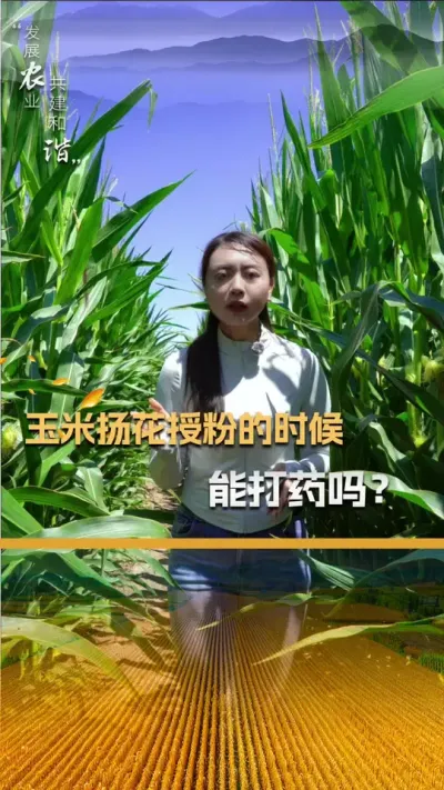 �����ﻨ�ڷ۵�ʱ���ܴ�ҩ����#��ũ #����ݪֲ���� #����ݪֲ #�������� #������ũ��