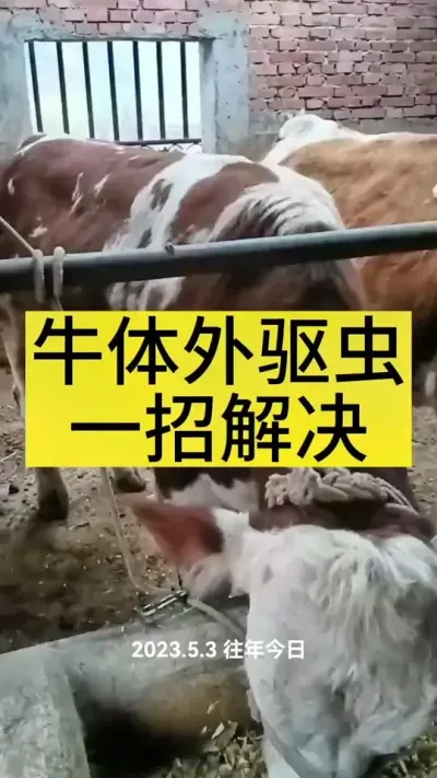 牛羊体外驱虫轻松搞定#养牛人 #养牛 #养牛技术 #三农 #农村养牛