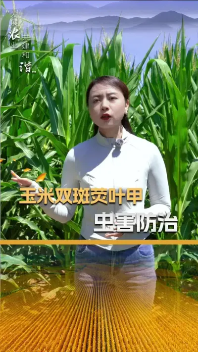 ����˫��ӫҶ�׳溦����������#��ũ #����ݪֲ #����ݪֲ���� #�������� #������ũ��