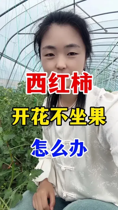 西红柿开花不坐果到底怎么办？#分享农业知识帮农民增产增收 #西红柿种植#西红柿种植技术
