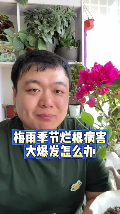 ÷�꼾��ע���Ƹ���Ҷ��ʵʱ��ҩԤ���׷ۺڰ��� #���� #����С֪ʶ #���� #������ֲ #÷�꼾��