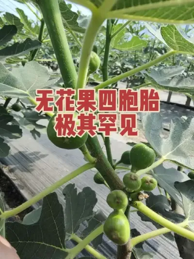 这波姬红无花果太能生了#耿记无花果种植专业合作社 #无花果树苗