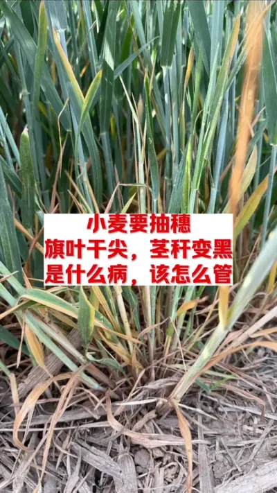 小麦黄叶，干尖，黑根到底怎么回事？怎么管理 #每天分享农业知识帮农民增产增收 #关注我每天分享农业植保知识 #高产小麦管理技术