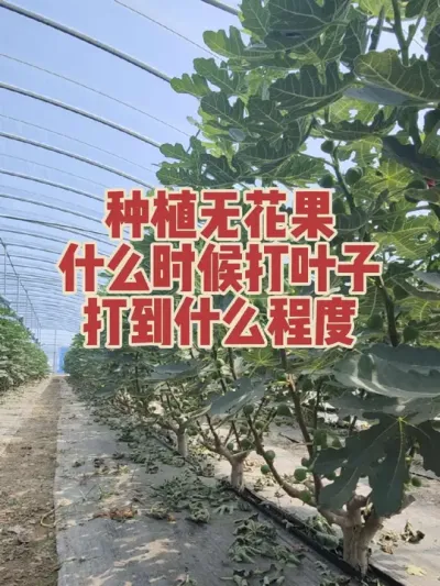 �޻�����Ҷ��Ҳ�����ϱ������������Ϸ�������������ʵ���������������������ٴ�� ����̨�����ͥԺ�ָ���������û��Ҫ��Ҷ��#�����޻���ݪֲרҵ������ #�޻�������