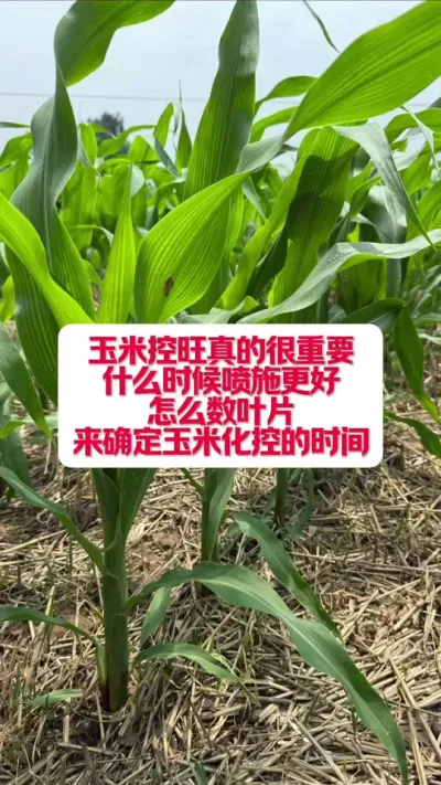 ���׻���ʲôʱ����ʩ�����ҶƬ������ô���� #ũҵݪֲ #��ũ������������ #��ũݪֲ���� #�׽���³��ũ�˵���ֱ������