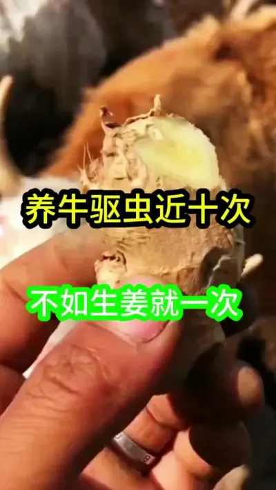 ��ţ�����ʮ��������������һ��#��ţ #��ţ�� #��ţ����