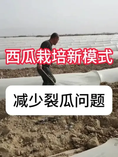 ��ô��̭�����ѹ�������ݪֲ��ģʽ #���Ϲ��� #����ݪֲ #��ũ #�������� #������ũ