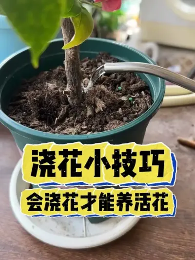 浇花小技巧分享，会浇花才能养活花。 #养花 #养花小知识 #花卉 #花卉绿植 #盆栽