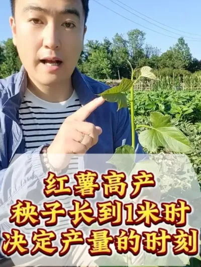 �������ӷ賤��������ô�� #����ݪֲ #����ݪֲ���� #�����߲�  #�����߲�ݪֲ #ũҵݪֲ