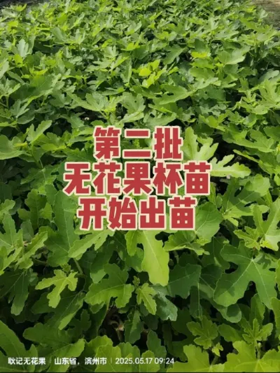 全年提供无花果树苗，品种包对版，免费技术支持，种无花果找老耿，不吃亏不上当✌ #耿记无花果种植专业合作社 #无花果树苗