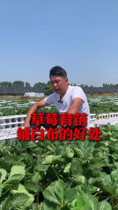 ��ݮ�̰ײ�������#��ݮݪֲ #��ݮ���� #��ݮݪֲ���� #��ũ������ #����ũҵ֪ʶ��ũ����������