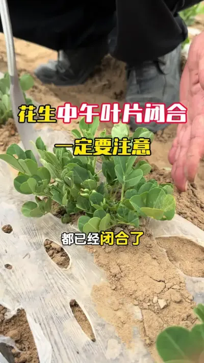 白天中午的时间花生叶片闭合正常吗，是什么问题#花生高产 #花生种植 #花生管理 #玉米高产种植技术 #毛国富大田高产管理