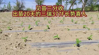 见苗三分收#三瑞377F #丰向标