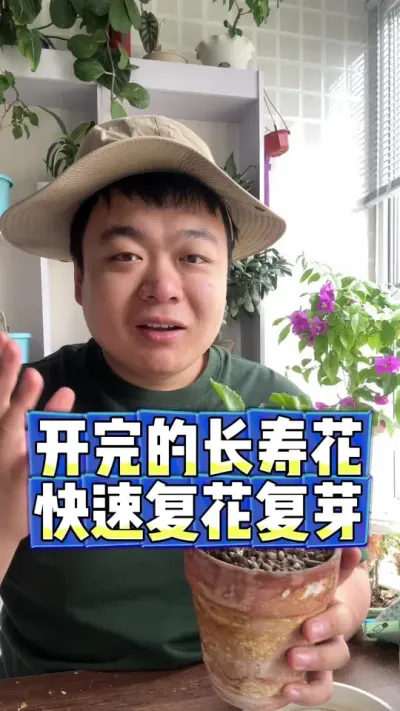 开完的长寿花，为啥能快速复花。 #养花 #养花小知识 #花卉 #花卉绿植 #盆栽