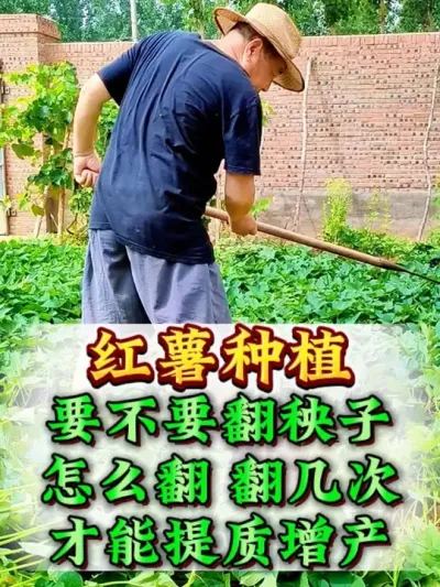 �������������Ǿ����������Ҫ��һ�� #����ݪֲ #����ݪֲ���� #�����߲� #�����߲�ݪֲ #ũҵݪֲ