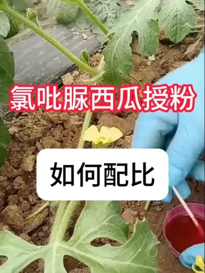 ��������ô�����������ʹ��Ҫ�� #����ݪֲ #��ũ #ũҵݪֲ #ݪֲС���� #������ũ