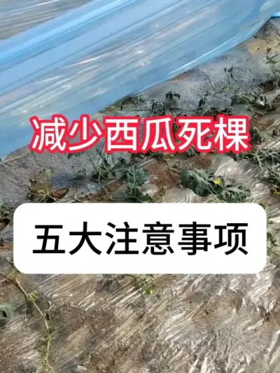 ����������ô�����������ý��Ҫ�� #����ݪֲ #���溦���� #�����ø� #ɱ���� #������ũ