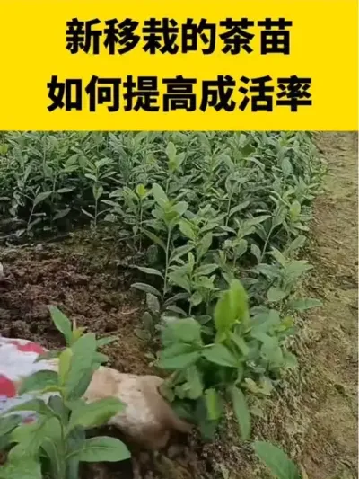 �����ԵĲ���������߳ɻ���#����