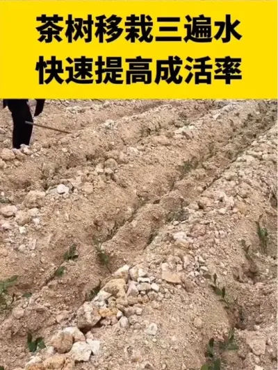 �������Ե�����ˮ�㽽��������#����