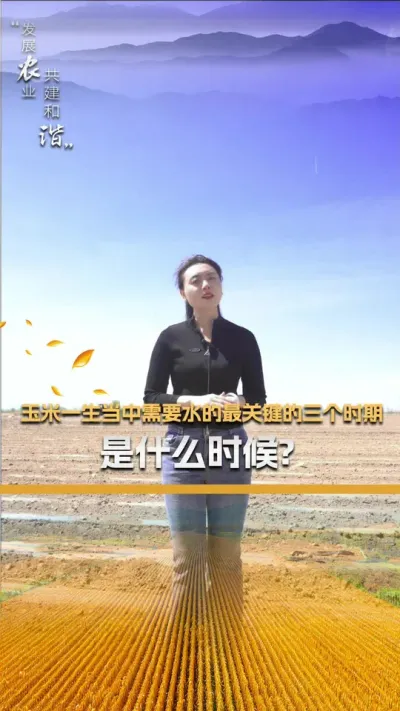 玉米一生当中需要水的最关键的三个时期是什么时候？#玉米种植 #玉米种植技术 #玉米种子 #三农 #抖音新农人