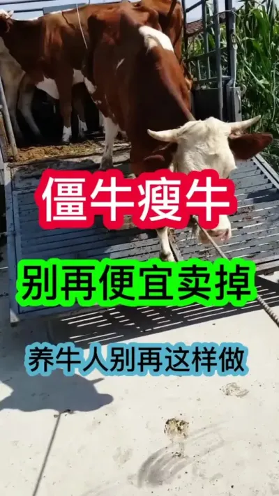 ��ţ�˻�������������ҵ���ţ��ţ��#��ţ�� #��ţ���� #ţ����ֳ #ũ����ţ