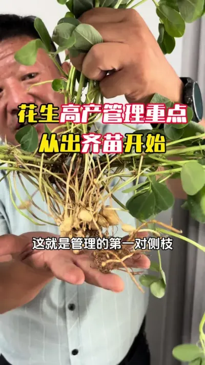 �����ĸ߲����������ڳ������Ҫ���������࿪ǰ�ڻ��Ż��и�������ù�������#����ݪֲ#�������� #�����߲� #�����߲�ݪֲ #ë��������߲�����