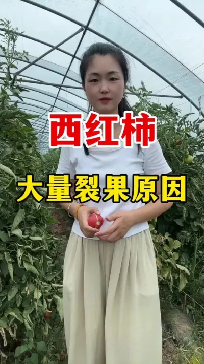 �����������ѹ�������ʲôԵ��ԭ���� #������ݪֲ #������ݪֲ����