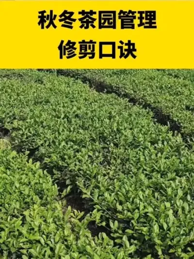 �ﶬ��԰�����޼��ھ�#����