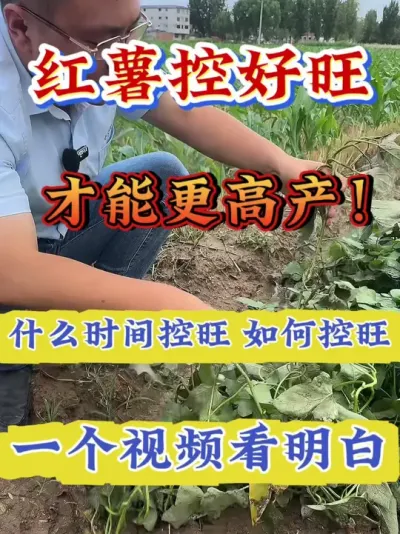 �����غ������Ż����߲�#����ݪֲ  #�����߲�ݪֲ  #�����߲�  #����ݪֲ֪ʶ