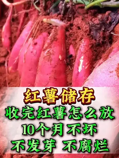 ��������10���¶�����������ô���� #���� #����ݪֲ #�������� #�������� #��������Ҫ��