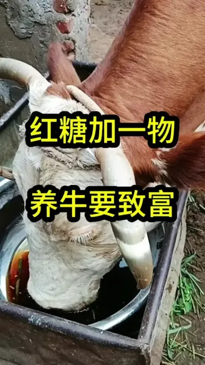 ���Ǽ�һ����ţ��Ҫ֪��#ĸţ #����ĸ�� #������������ĸţ #ũ����ţ