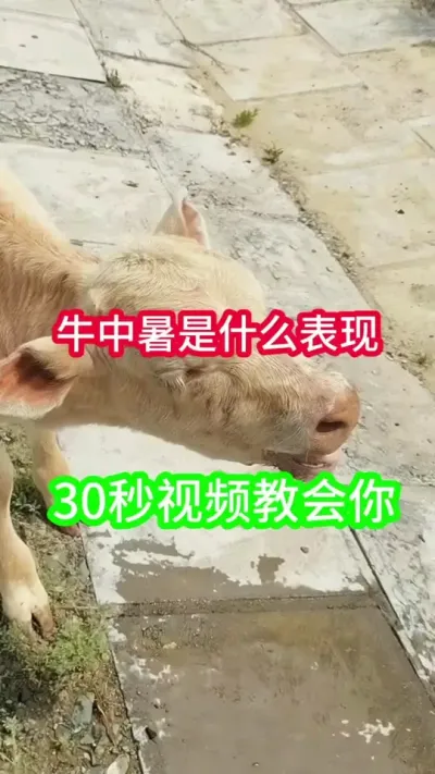 ţ�������������Щ#��ţ #��ţ���� #ũ����ţ