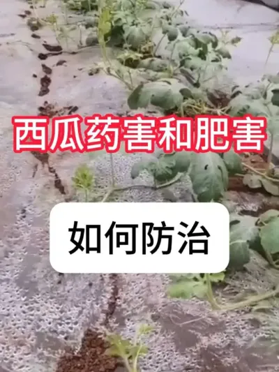 西瓜药害肥害怎么办？ #病虫害防治 #农业种植 #西瓜 #新农人计划 #抖音助农