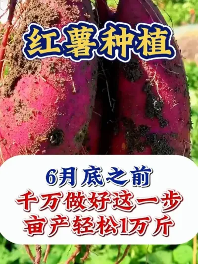 6��β֮ǰ����������һ��Ҫ����������� #����ݪֲ #����ݪֲ���� #�����߲� #�����߲�ݪֲ #ũҵݪֲ