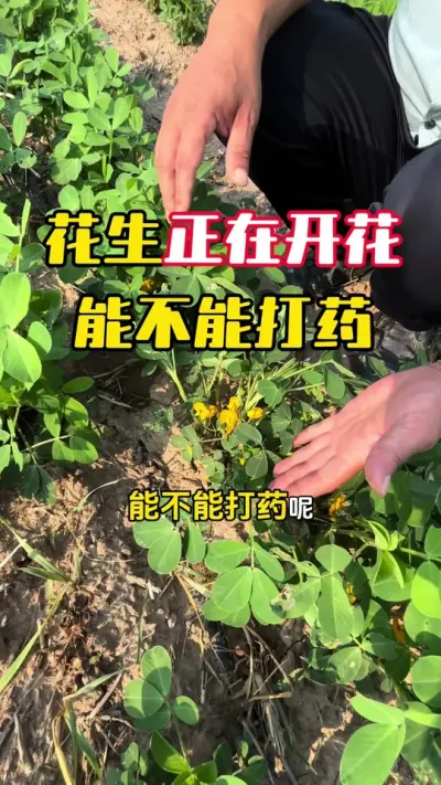 ���������Ż��ܲ��ɴ�ҩ#����ݪֲ #�������� #�����߲� #�����߲�ݪֲ #ë��������߲�����