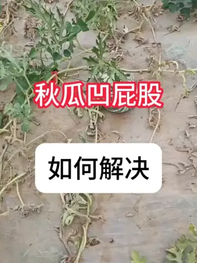 ���ϰ�ƨ������ô���������ϰ��ݽ��Ҫ�� #����ݪֲ #ũ���ƹ� #��ũ #���溦����