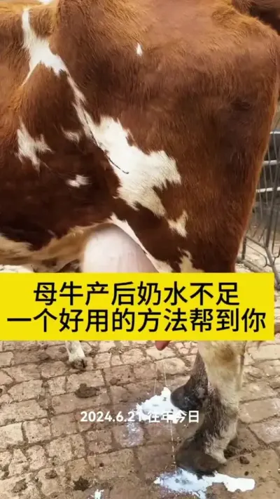 #ĸţ #����ĸţ #������������ĸţ