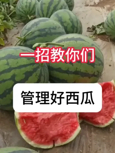 ����ݪֲ�̳������Ϲ������� #����ݪֲ #���溦���� #ũ���ƹ� #�������� #������ũ