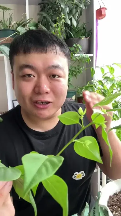 С�ż���ӭ��������÷�ĵ�һ�ػ������� #���� #����С֪ʶ #���� #������ֲ #����