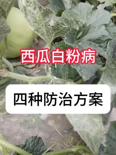 ϲ ϰ׷۲ַΰ׷۲Ҫ#ũ # #ũ #ݪֲ #׷۲