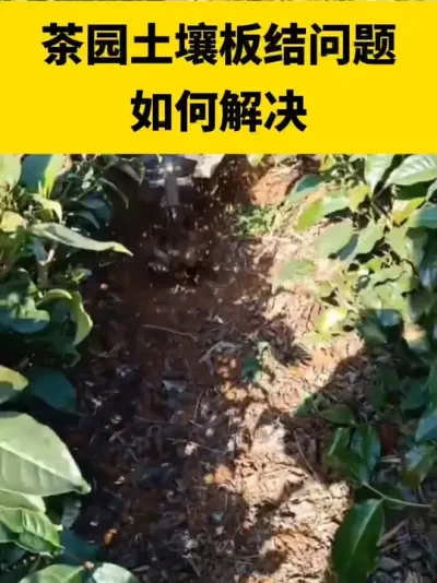 ��԰������������������#���� #����ݪֲ #����ݪֲ���������