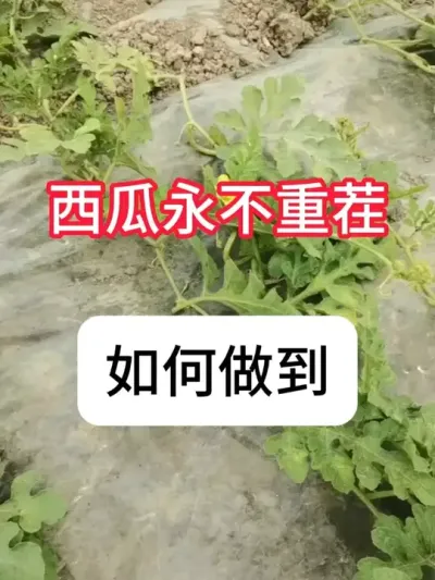 �����ز�᷺��ʲô֢״�������ز�ش��óͷ�Ҫ�� #����ݪֲ #ݪֲС���� #��ũ #���溦���� #������ũ