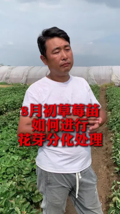 �������л�ѿ�ֽ�#��ݮݪֲ #��ݮ���� #��ݮݪֲ���� #����ũҵ֪ʶ��ũ���������� #��ũ������