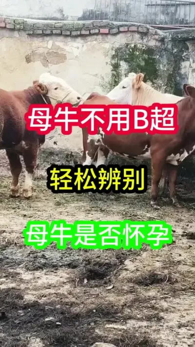 ĸţ������B������֪���Ƿ�������30����Ƶ�̻���#ĸţ #����ĸţ #������������ĸţ #��ũ��ֳ