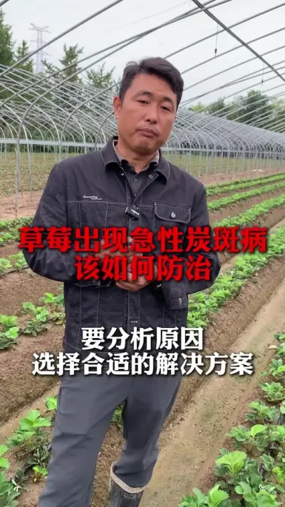 ݮ̿Ҳ#ݮݪֲ #ݮ #ݮݪֲ #ũҵ֪ʶũ #ũ