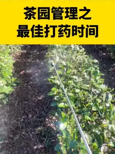 ��԰����֮��Ѵ�ҩʱ��#���� #����ݪֲ #����ݪֲ���������