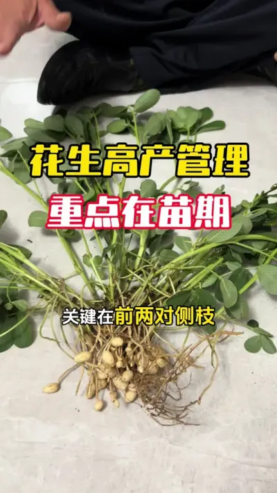 �����߲��������ص�һ���������ھ���#����ݪֲ #�������� #�����߲� #�����߲�ݪֲ #ë��������߲�����