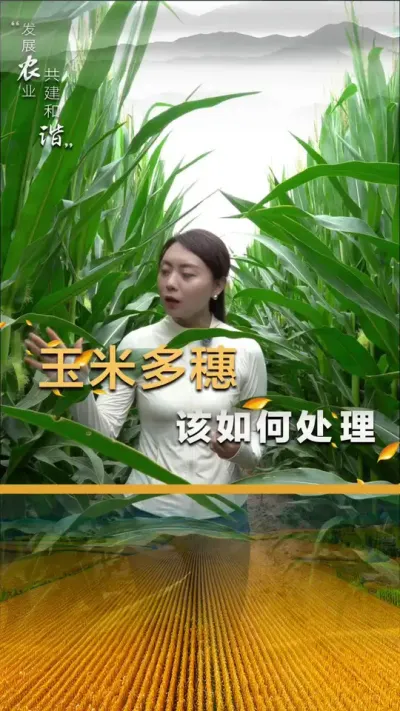 ���׶������������#��ũ #����ݪֲ #����ݪֲ���� #�������� #������ũ��